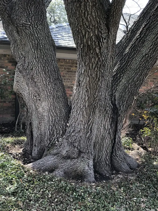 Mature heritage tree close to a Reno property cared for by certified arborists